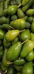 Bơ, quả bơ, trái cây, avocado - PaleBlueDot