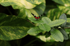 Bướm, bươm bướm, butterfly - Marjonhorn