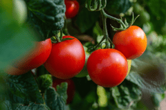 Cà chua, quả cả chua, rau củ, tomato -  Kathas_Fotos