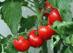 Cà chua, quả cả chua, rau củ, tomato -  kie-ker