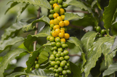 Cà phê, coffee, hạt cà phê, cà phê tươi - FranciscoJavierCoradoR