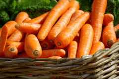 Cà rốt, rau củ, carrot - jackmac34 1
