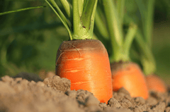 Cà rốt, rau củ, carrot - klimkin