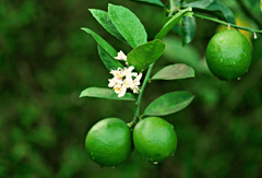 Chanh, quả, lime -  ignartonosbg