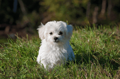 Chó, cún, chó con, dog, puppy - Pezibear