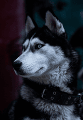 Chó, cún, dog, husky