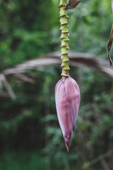 Chuối, bắp chuối, banana - ThaiThu007