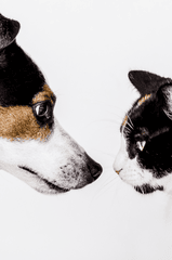 Cún, chó, chó con, dog, puppy, dog, chó trắng, chó sục, chó nông trại - GiselaFotografie