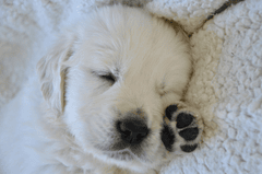 Cún, chó, chó con, dog, puppy, dog, chó trắng, golden - JACLOU-DL (2)