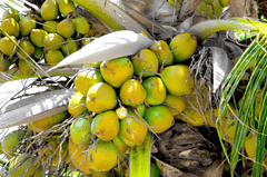 Dừa, dừa tươi, coconut - CharlesLeslieJr