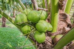 Dừa, dừa tươi, coconut, trái dừa, trái cây - kaigraphick