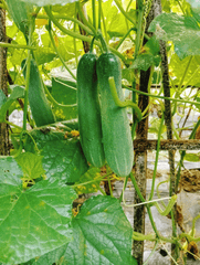 Dưa leo, dưa chuột, rau củ, cucumber - Nhietma99