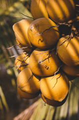 Dừa, trái dừa, dừa nước, dừa tươi, coconut - ThaiThu007