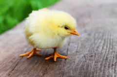 Gà, con gà, gà con, chicken, chip - onefox