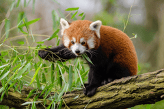 Gấu trúc đỏ, gấu, bear, panda, dễ thương - Pexels (2)