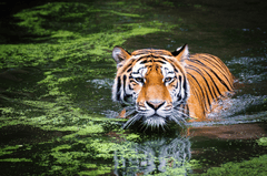 Hổ, con hổ, tiger - andibreit