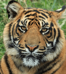 Hổ, con hổ, tiger - No-longer-here