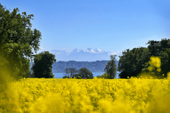 Hoa cải vàng, cải vàng, hoa cải, hoa, flower, nền, background - ykaiavu