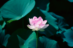 Hoa, flower, hoa sen, sen, sen hồng, lotus - shell_ghostcage (2)
