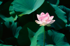 Hoa, flower, hoa sen, sen, sen hồng, lotus - shell_ghostcage (4)