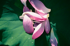 Hoa, flower, hoa sen, sen, sen hồng, lotus - shellghostcage (1)