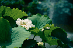 Hoa, flower, hoa sen, sen, sen hồng, lotus - shellghostcage (3)