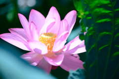 Hoa, flower, hoa sen, sen, sen hồng, lotus - shellghostcage (5)
