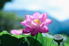 Hoa, flower, hoa sen, sen, sen hồng, lotus - shellghostcage (7)