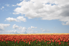 Hoa, flower, hoa tulip, tulip, tulip đỏ, cánh đồng hoa tuplip, cánh đồng hoa - jadefalcon3