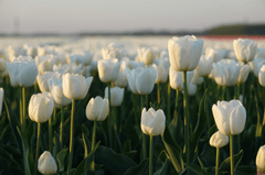 Hoa, flower, hoa tulip, tulip, tulip tím - ABeijeman