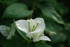 Hoa giấy, hoa, flower, Việt Nam - ignartonosbg