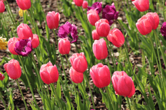 Hoa, hoa tulip, tulip, flower - Mouse23