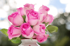 Hoa hồng, rose, hoa, flower - JillWellington