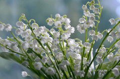 Hoa lan chuông, hoa linh lan, hoa, flower - Mareefe