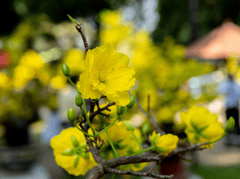 Hoa mai, Tết, xuân, hoa, flower - minhquanfoto