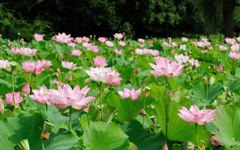 Hoa sen, sen, hoa sen hồng, lotus, Việt Nam - hsiaopuchen