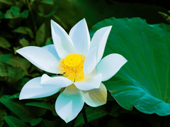 Hoa sen, sen, hoa sen trắng, lotus, Việt Nam - phongdnd