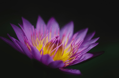 Hoa súng, súng, hoa, flower - ThaiThu007