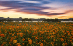 Hoa vàng, cánh đồng hoa, hoa, flower - 강춘성