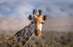 Hươu cao cổ, con hươu, giraffe - AndreasGoellner