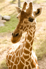 Hươu cao cổ, con hươu, giraffe - PublicDomainPictures
