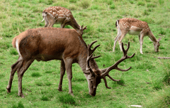Hươu, con hươu, nai, deer - congerdesign