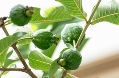 Ổi, trái ổi, trái cây, fruit - balouriarajesh