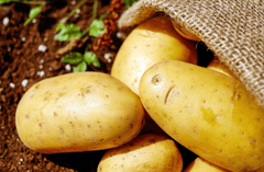 Khoai, khoai tây, rau củ, potato - Couleur (1)