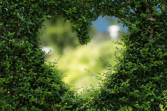 Lá cây, lá, cây xanh, trái tim, heart, nền, background - biancamentil