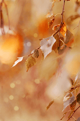 Lá phong, mùa thu, autumn, lá, lá cây, leaf -  MariaM31