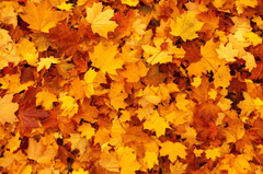 Lá phong, mùa thu, autumn, lá, lá cây, leaf - PublicDomainPictures