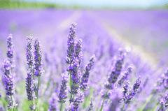 Lavender, hoa lavender, hoa, flower - Hans