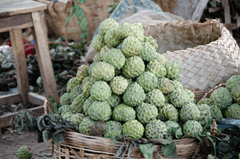 Mãng cầu ta, quả na, trái cây, custard apple - MOHANN