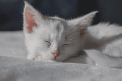 Mèo, mèo con, cat, mèo trắng - birgl